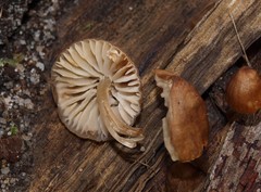 Mycena yuulongicola
