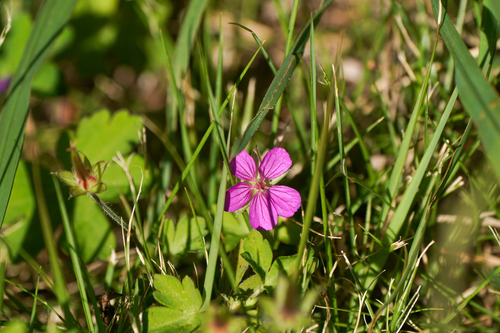 Image of Geranium thunbergii by (c) WATANABE Hitoshi 渡辺仁, some rights reserved (CC BY)
