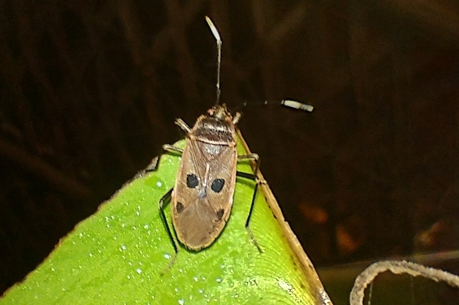 Physopelta redeii