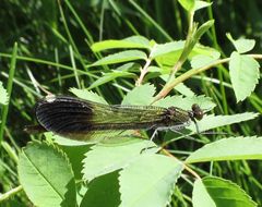 Calopteryx aequabilis