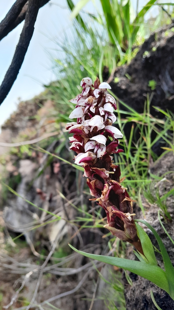 Disa tenuicornis