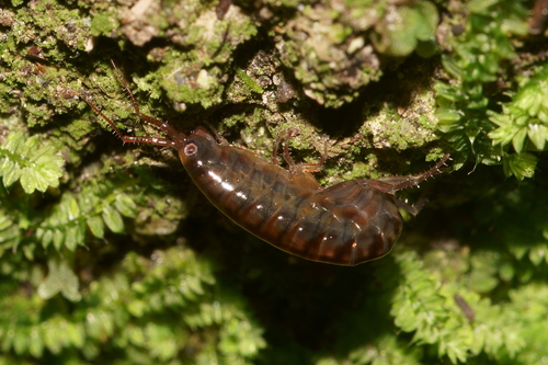 Parorchestia tenuis