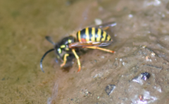 Dolichovespula norwegica