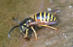 Dolichovespula norwegica