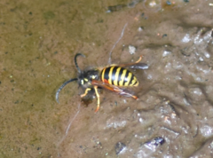 Dolichovespula norwegica