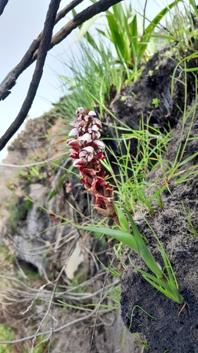 Image of Peat Disa by (c) Rebecca Lain, some rights reserved (CC BY-SA)