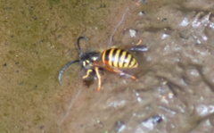 Dolichovespula norwegica
