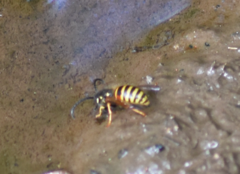 Dolichovespula norwegica