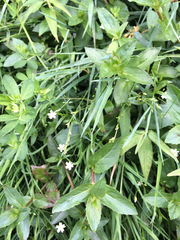 Stellaria calycantha