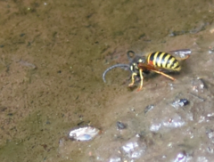 Dolichovespula norwegica