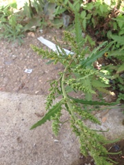 Dysphania ambrosioides