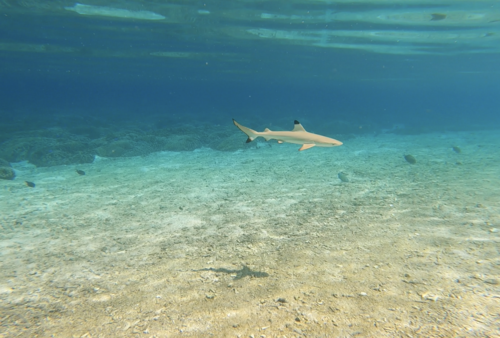 Blacktip reef shark
