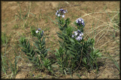 Amsonia ciliata texana