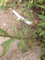 Dysphania ambrosioides