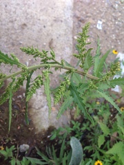 Dysphania ambrosioides