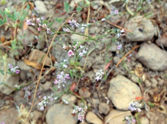 Polygonum spergulariiforme