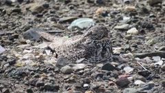 Chordeiles gundlachii