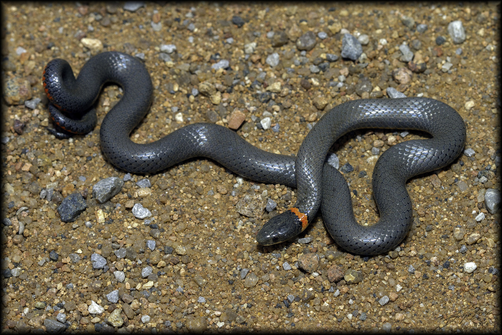 Ringneck Snake Playing Dead, Ringneck Snake Playing Dead