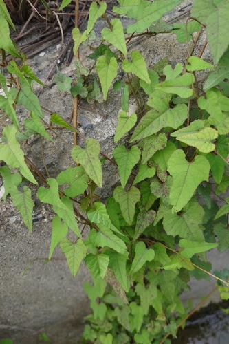 Image of Merremia hederacea by (c) 如此甚好, some rights reserved (CC BY)