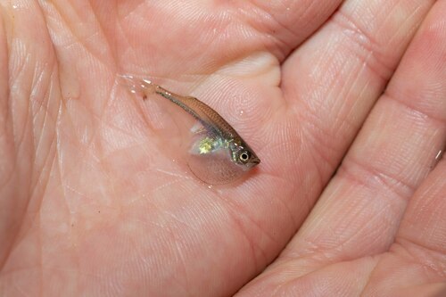 Dwarf hatchetfish (Carnegiella myersi) — Gasteropelecidae — 2