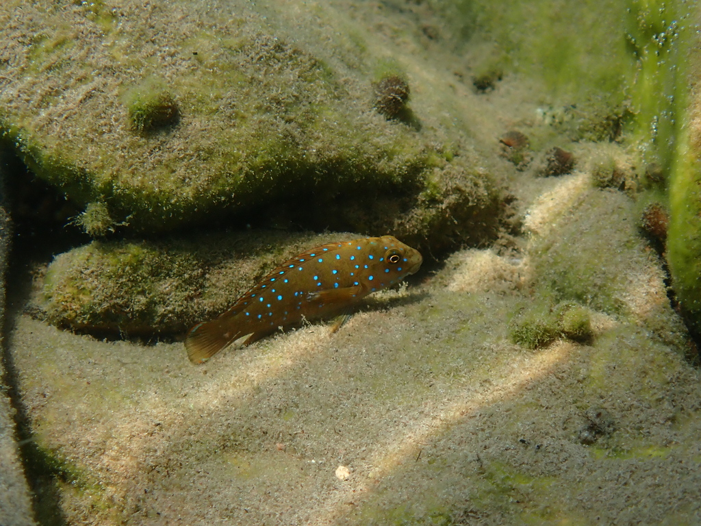 Tanganyika Clown (Eretmodus cyanostictus) — Cichlidae