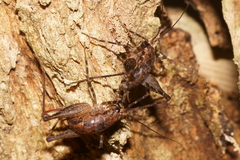 Pleioplectron hudsoni