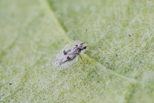 Western Sycamore Lace Bug photo 5