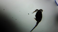 Microcyclops