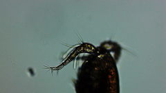 Microcyclops