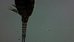 Microcyclops