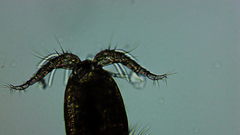Microcyclops