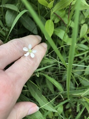 Moehringia