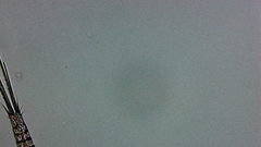 Microcyclops
