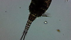Microcyclops