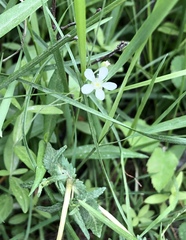 Moehringia