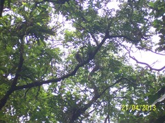 Tigrisoma