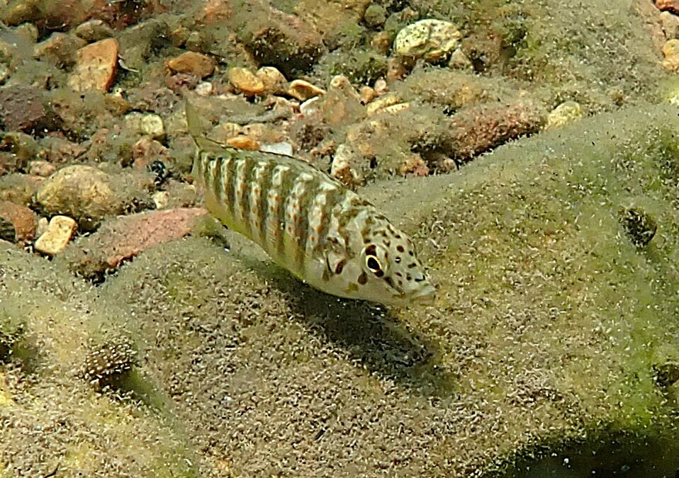Horei cichlid (Ctenochromis horei) — Cichlidae