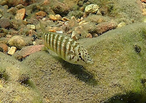 Tanganyika-kamcichlide (Ctenochromis horei) — Cichlidae