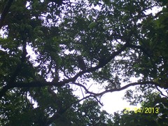 Tigrisoma