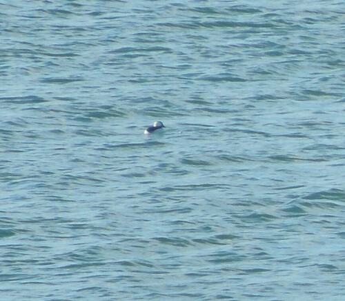 Bufflehead photographed in Maine