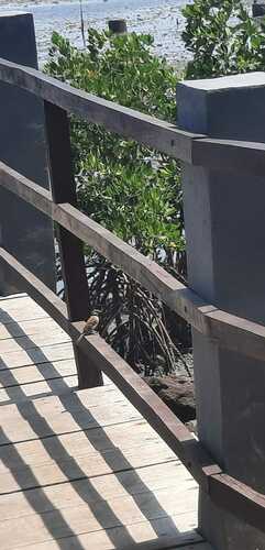 Eurasian Tree Sparrow