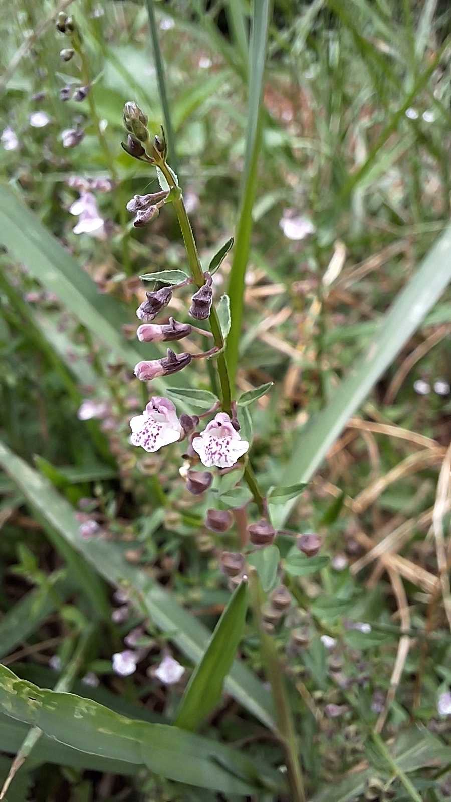 Scutellaria racemosa