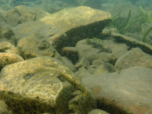 Fourspine cichlid (Neolamprologus tetracanthus) — Cichlidae