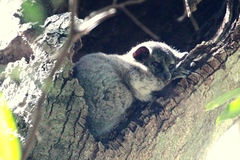 Lepilemur leucopus