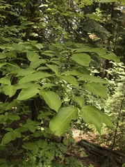 Cornus nuttallii