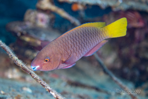 Rusty Parrotfish