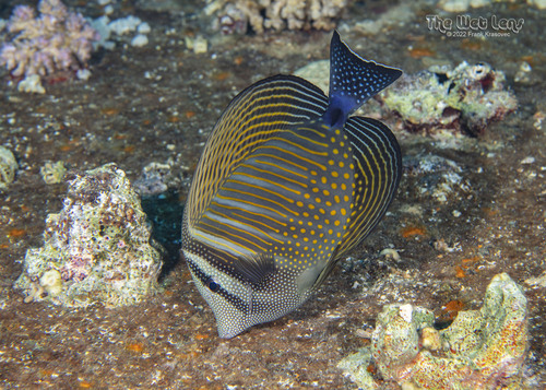 Indian Sailfin Tang — seen at this dive site