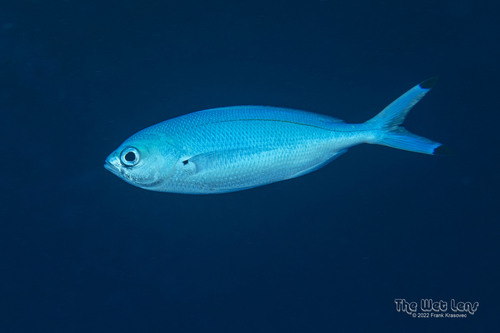 Lunar Fusilier — seen at this dive site