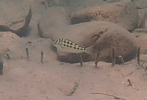 Dardenne's cichlid (Limnotilapia dardennii) — Cichlidae — 4
