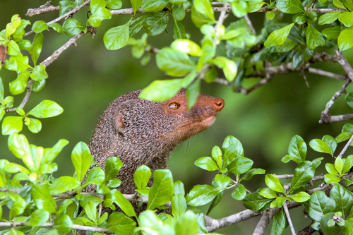 Ruddy Mongoose